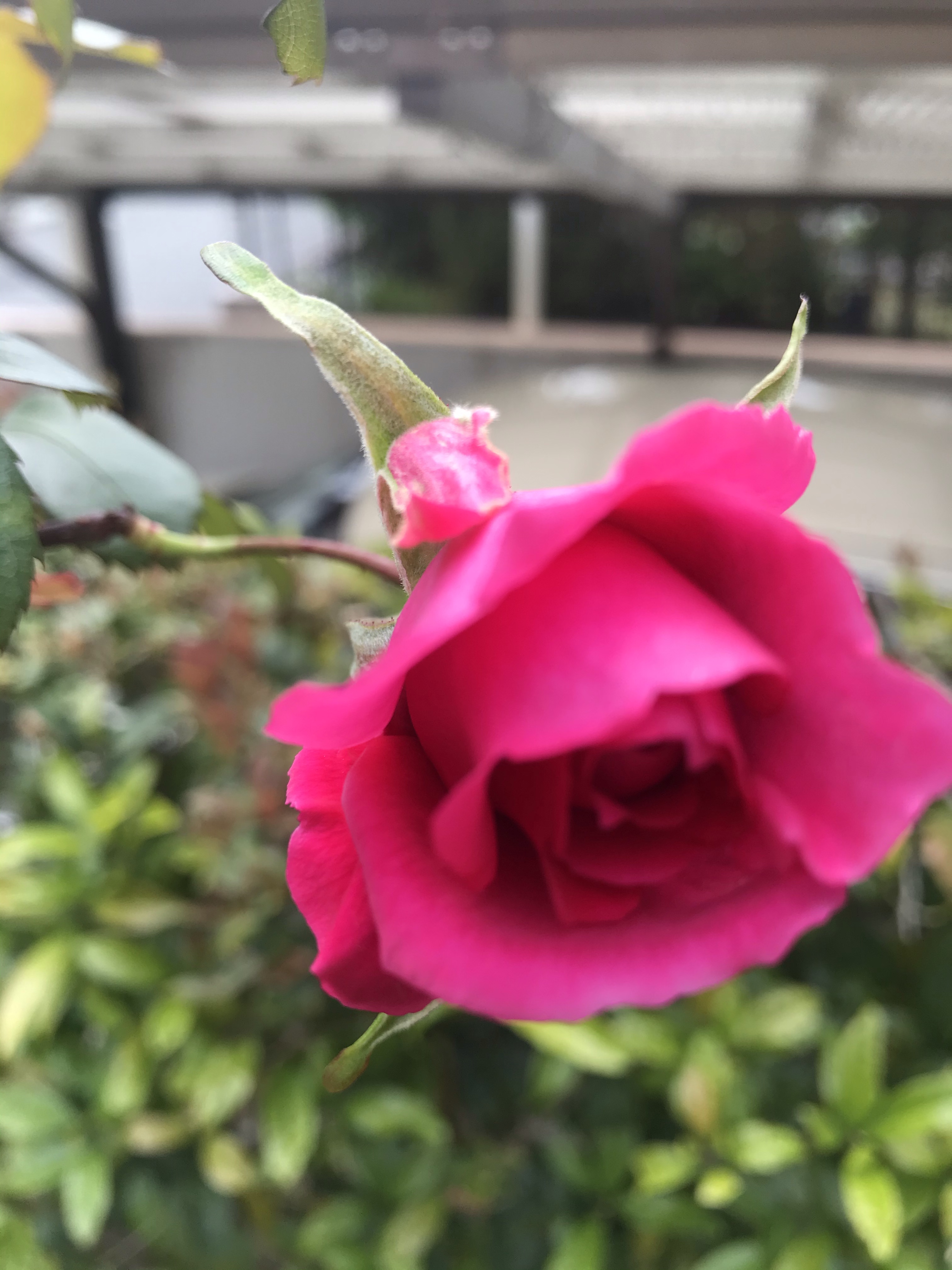 たこブログ日記 たこ庭バラ1番花開花始まりました つるバラ パレード リズム音痴がフラメンコ